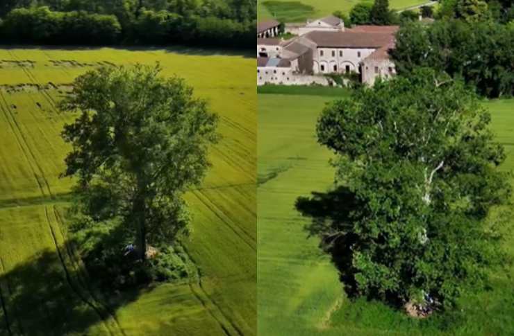 platano monumentale certosa di vigodarzere