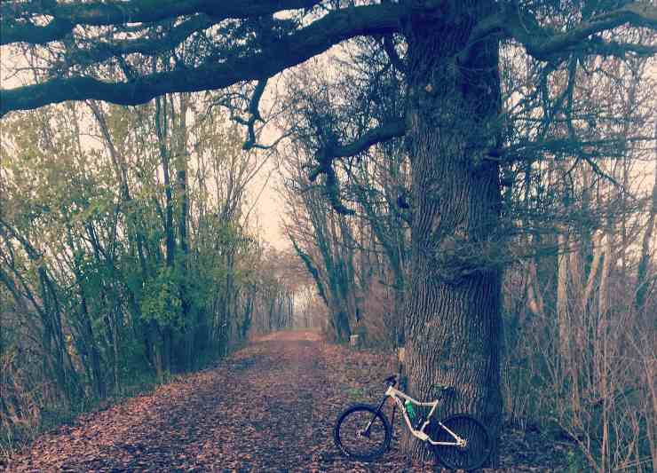 Bicicletta poggiata accanto ad un albero monumentale