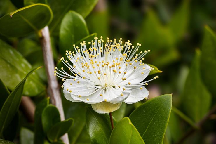 fiore del mirto