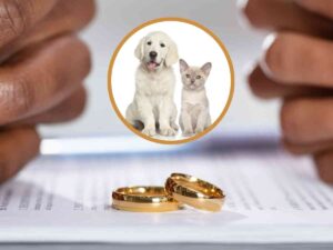 Fedi di matrimonio, cane e gatto