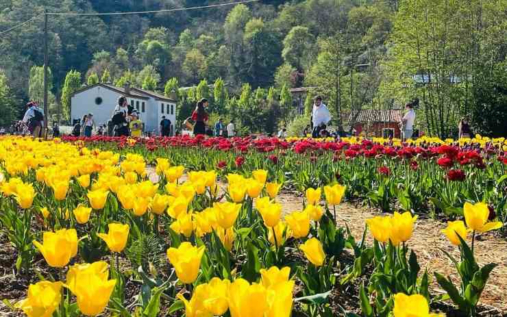 Persone che camminano all'interno di un campo di tulipani